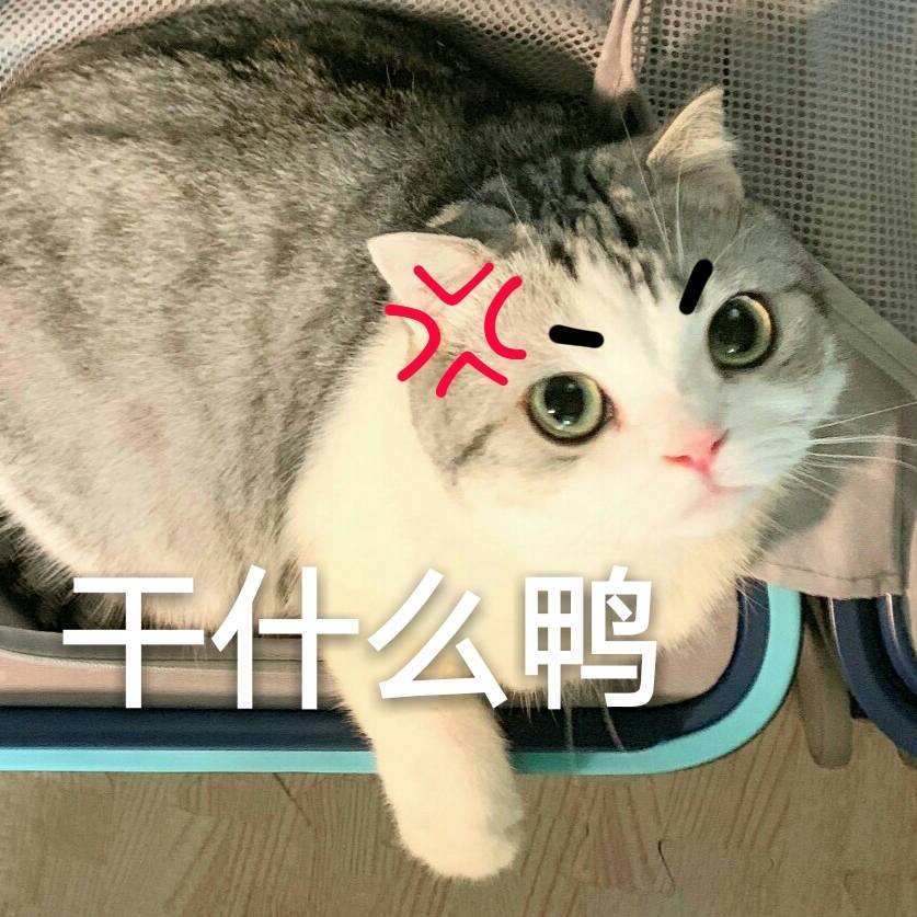 笑话十条：记得我小时候老爸买了一条狗链，想把狗拴住，让它好好看门 