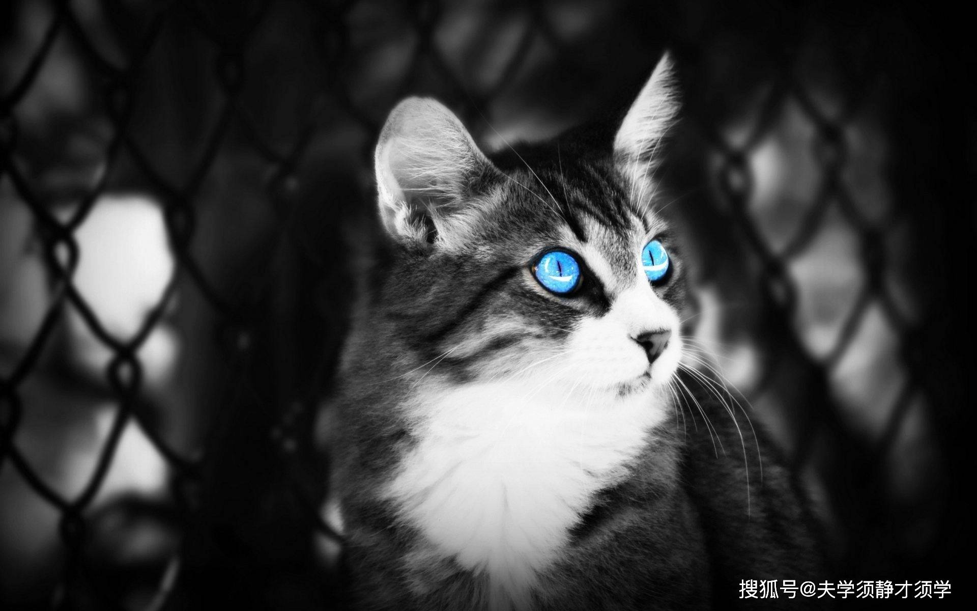 黑色星期五之夜狗头模组手游最新版下载