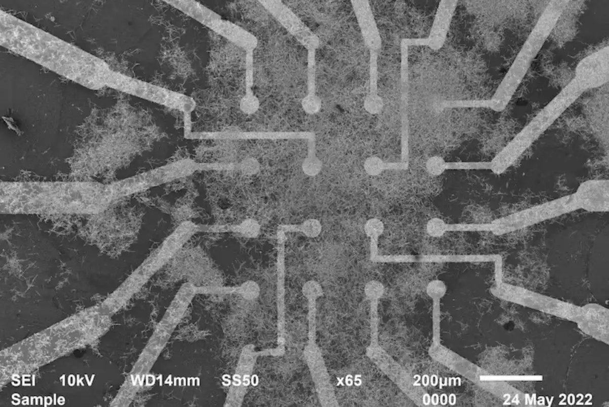 线报赚钱(新突破：科学家研发类脑纳米线网络，让AI模仿人类实时学习和记忆男性50岁之后眉毛突然变长，说明了什么？医生：多数人被蒙在鼓里)