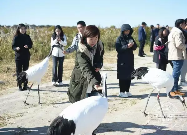 商业要闻 百家号(在向海国家级自然保护区 采访团与丹顶鹤来了一次“亲密接触”这一次，47岁的李小冉，终于走到了这一步)
