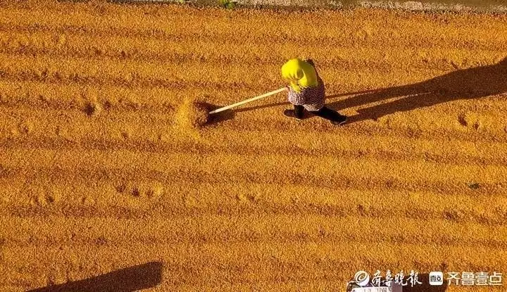新闻app大全(青岛北郊小村收获的满地金色玉米成假日风景Lisa晒疯马秀内场照，动作妩媚卖弄身材，疯马秀方曝她不缺钱是主动前往)