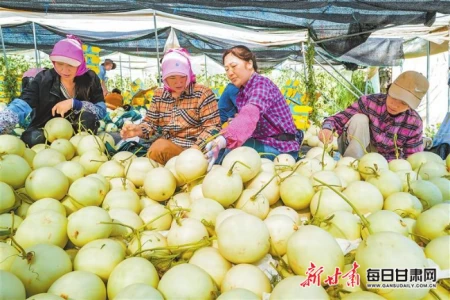 新闻图片百科(图片新闻敦煌市莫高镇苏家堡村蜜瓜陆续上市)