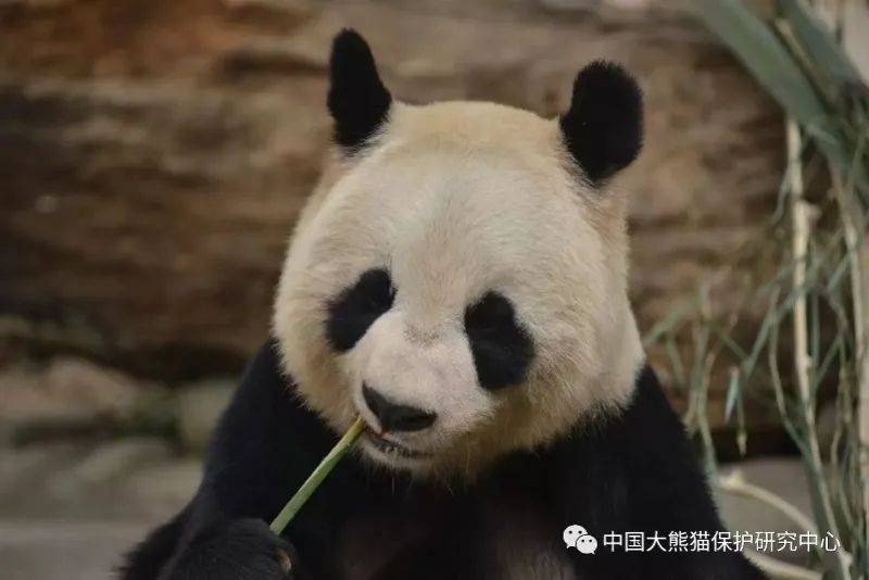大熊猫“公主”“融融”离世！原因披露 