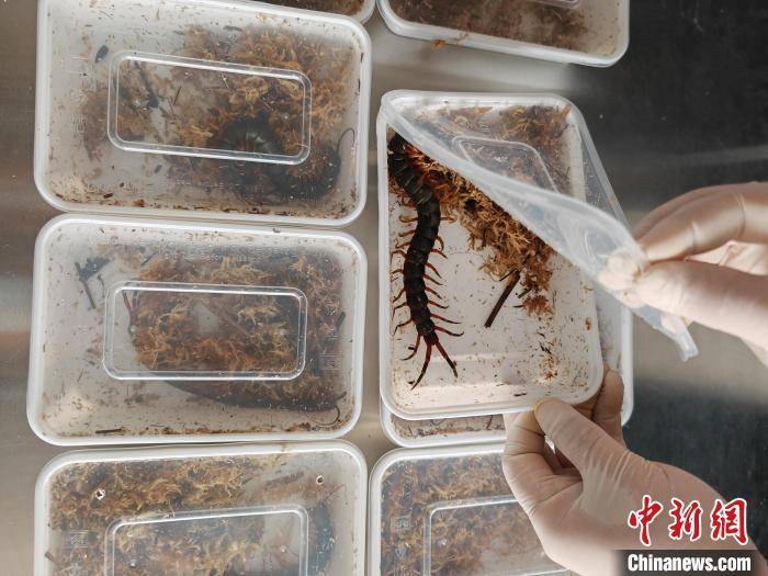 北京海关查获10只世界上体型最大蜈蚣 